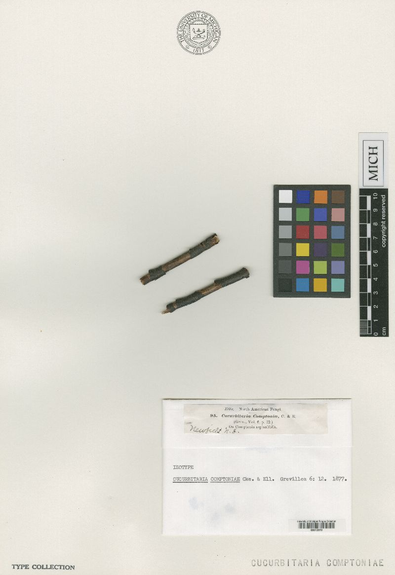Cucurbitaria comptoniae image