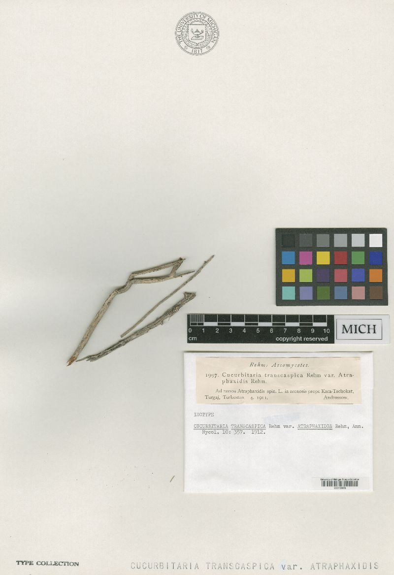 Cucurbitaria transcaspica var. atraphaxidis image