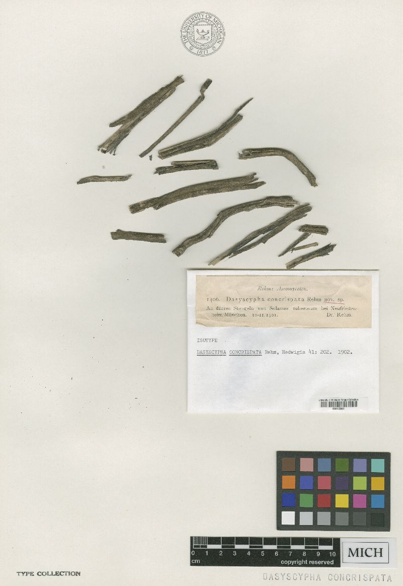 Dasyscypha concrispata image
