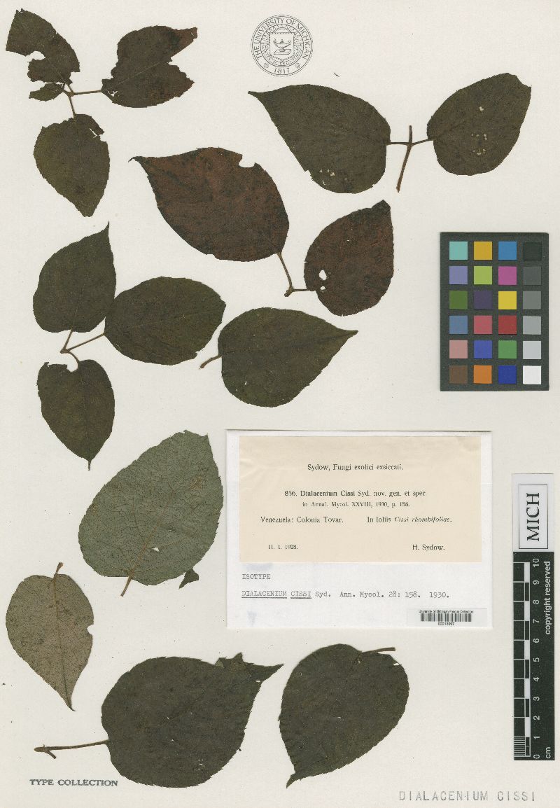 Dialacenium cissi image