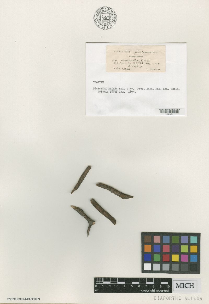 Diaporthe aliena image