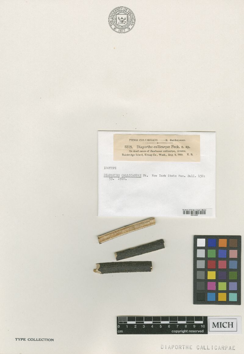 Diaporthe callicarpae image