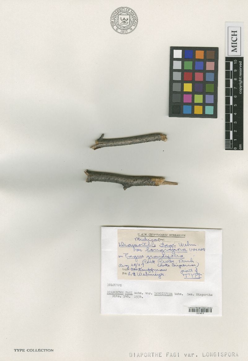 Diaporthe fagi var. longispora image