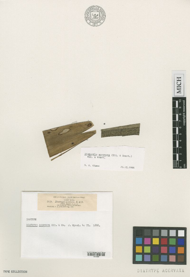 Planistromella acervata image
