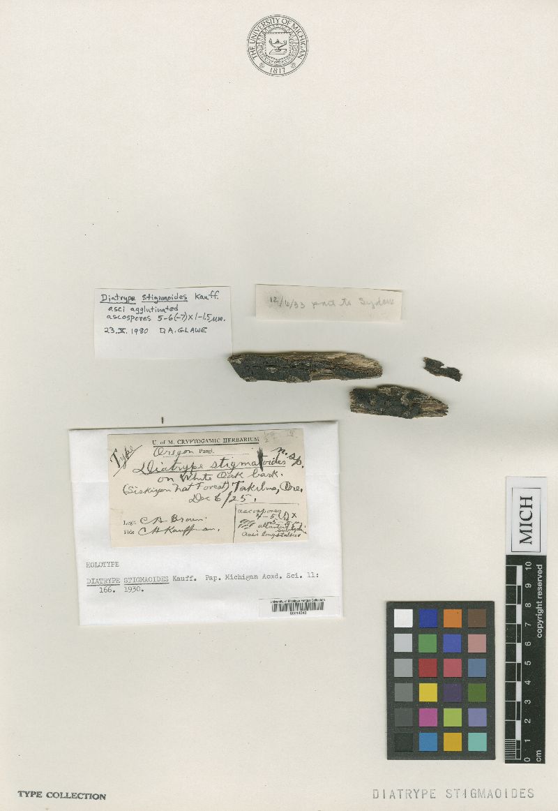 Diatrype stigmaoides image