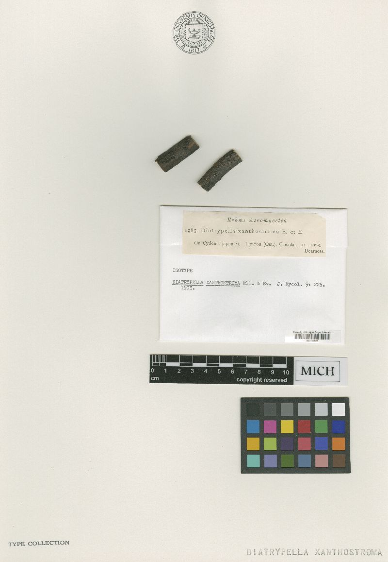Diatrypella xanthostroma image