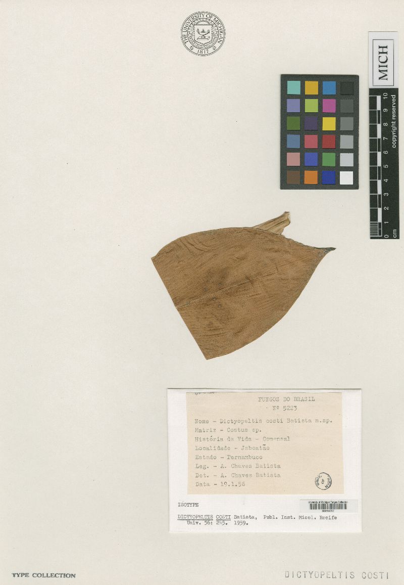 Dictyopeltis image