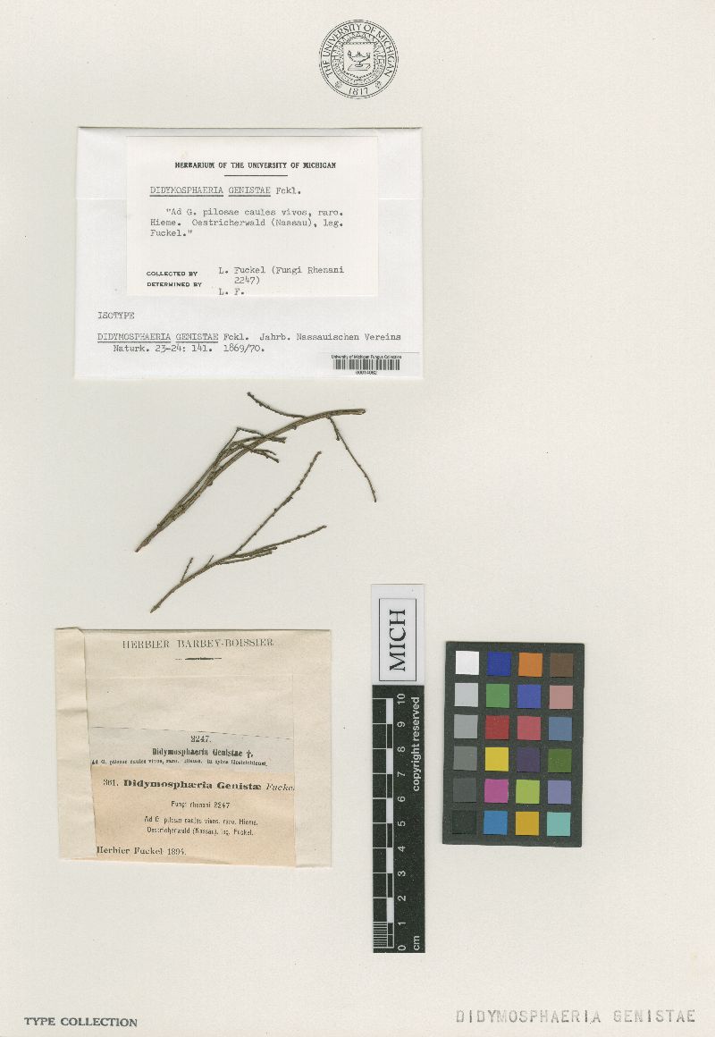 Arnaudiella image