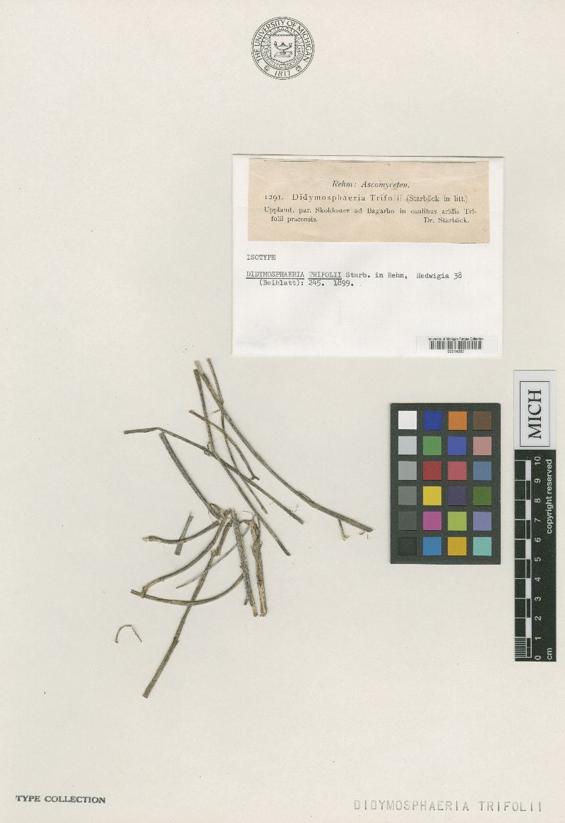 Didymella trifolii image