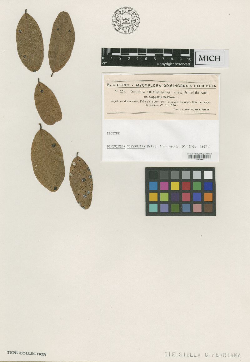 Dielsiella ciferriana image