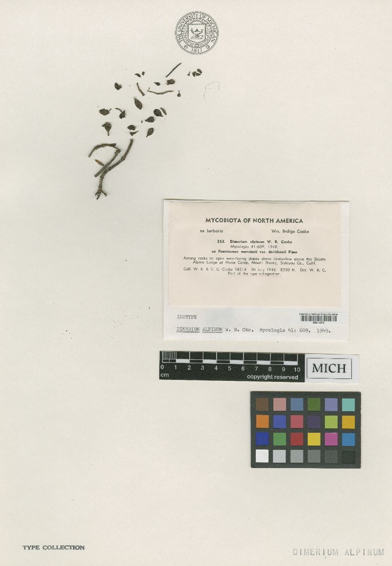 Antennulariella alpina image