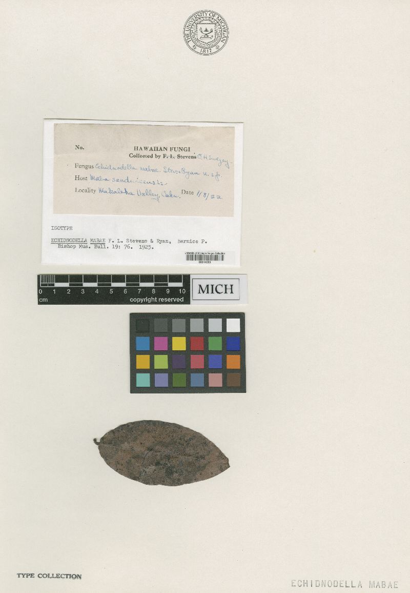 Echidnodella mabae image