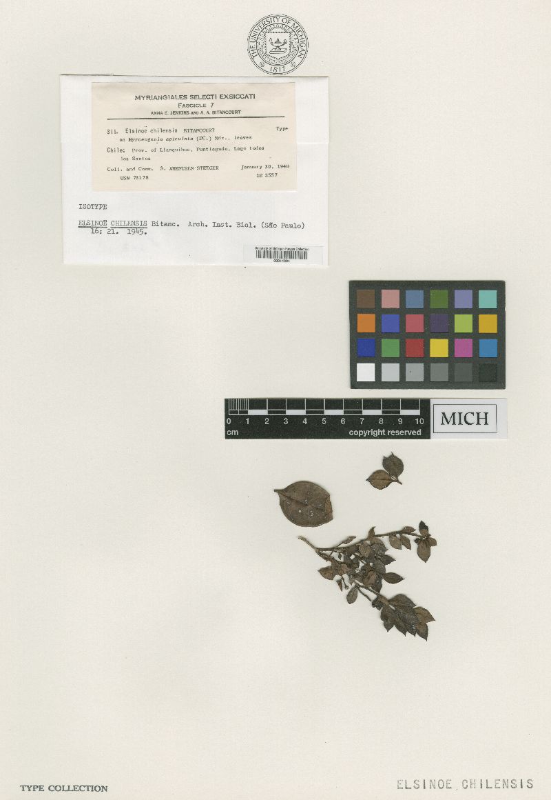 Elsinoë chilensis image
