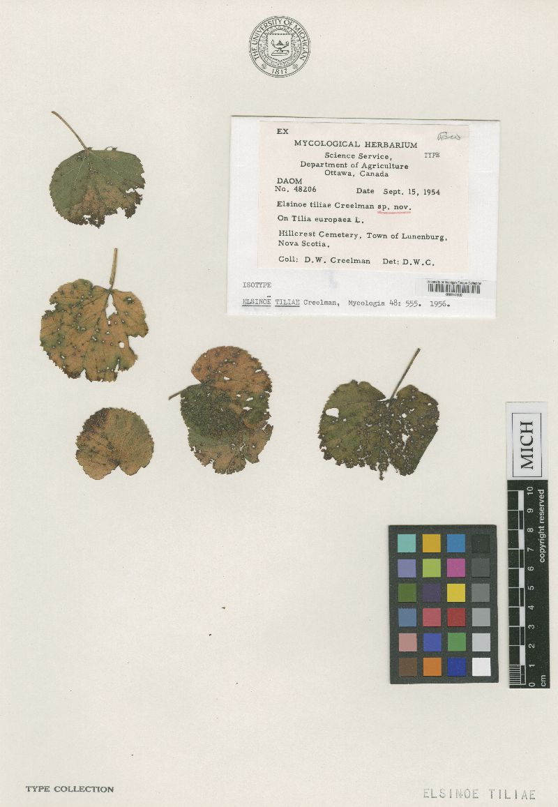 Elsinoë tiliae image