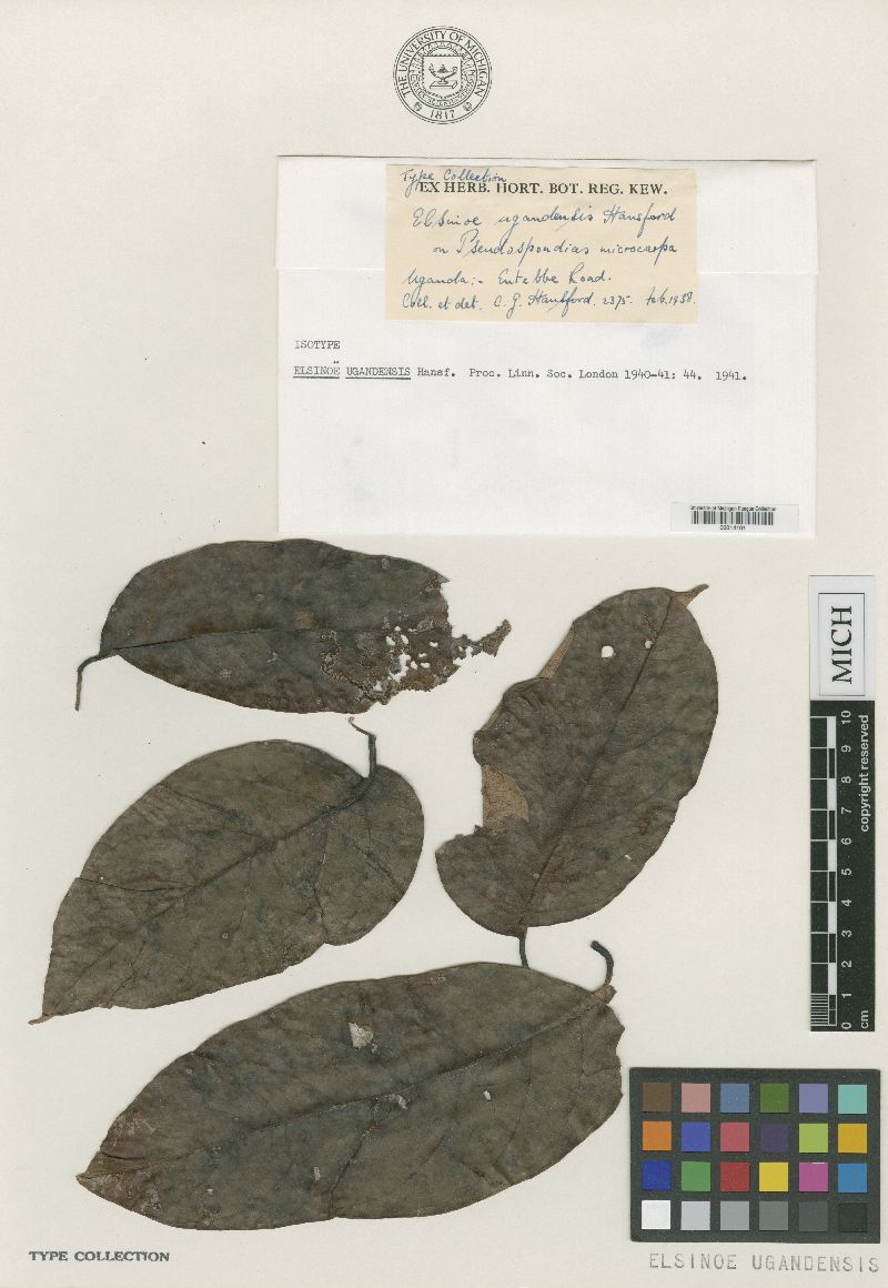 Elsinoë ugandensis image
