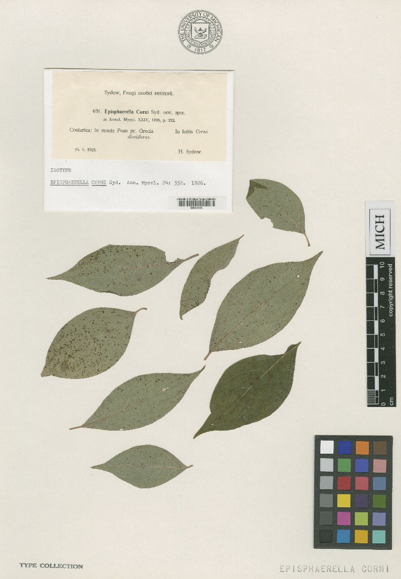 Episphaerella corni image