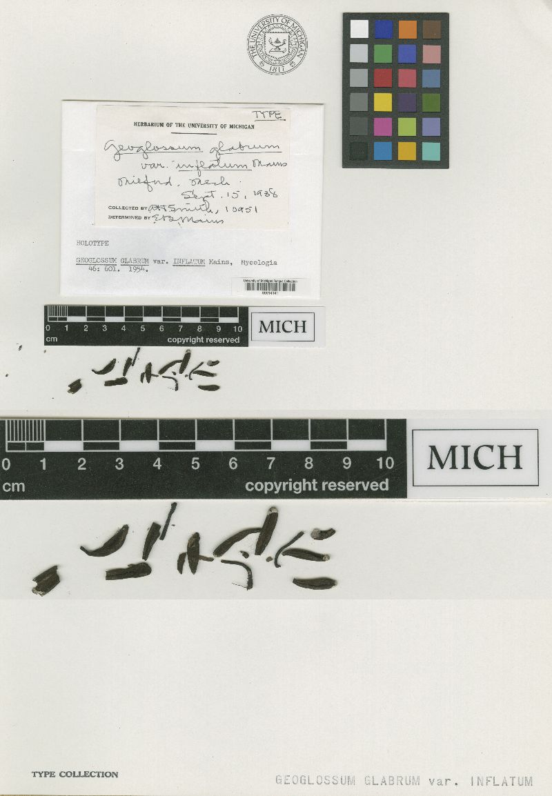 Geoglossum glabrum image
