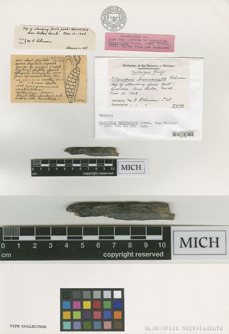Gloniopsis brevisaccata image