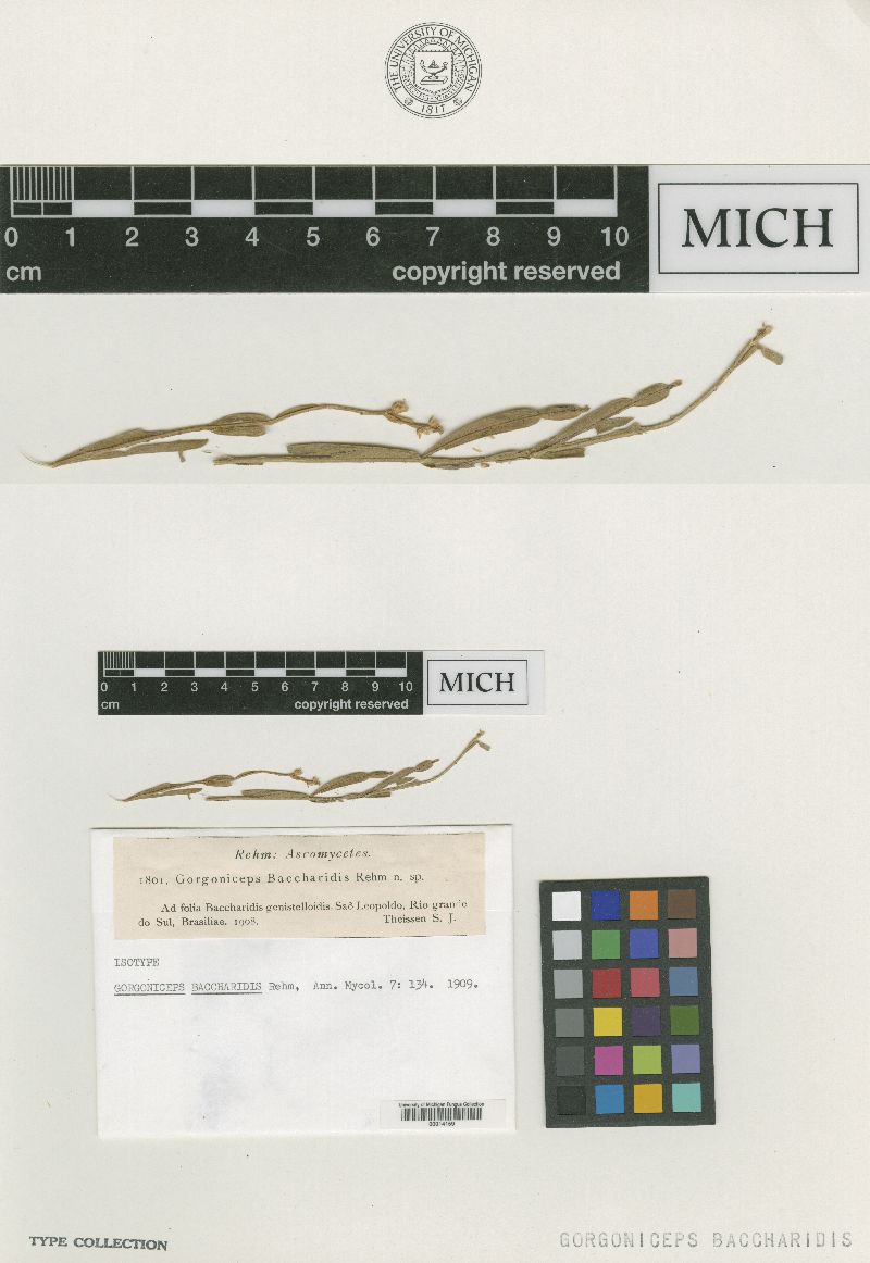 Gorgoniceps baccharidis image