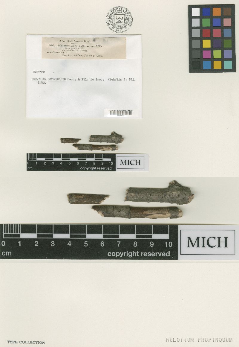 Helotium propinquum image