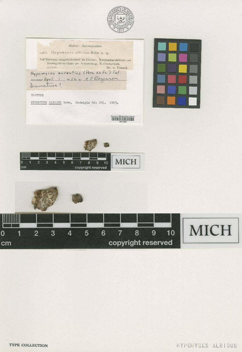 Hypomyces albidus image