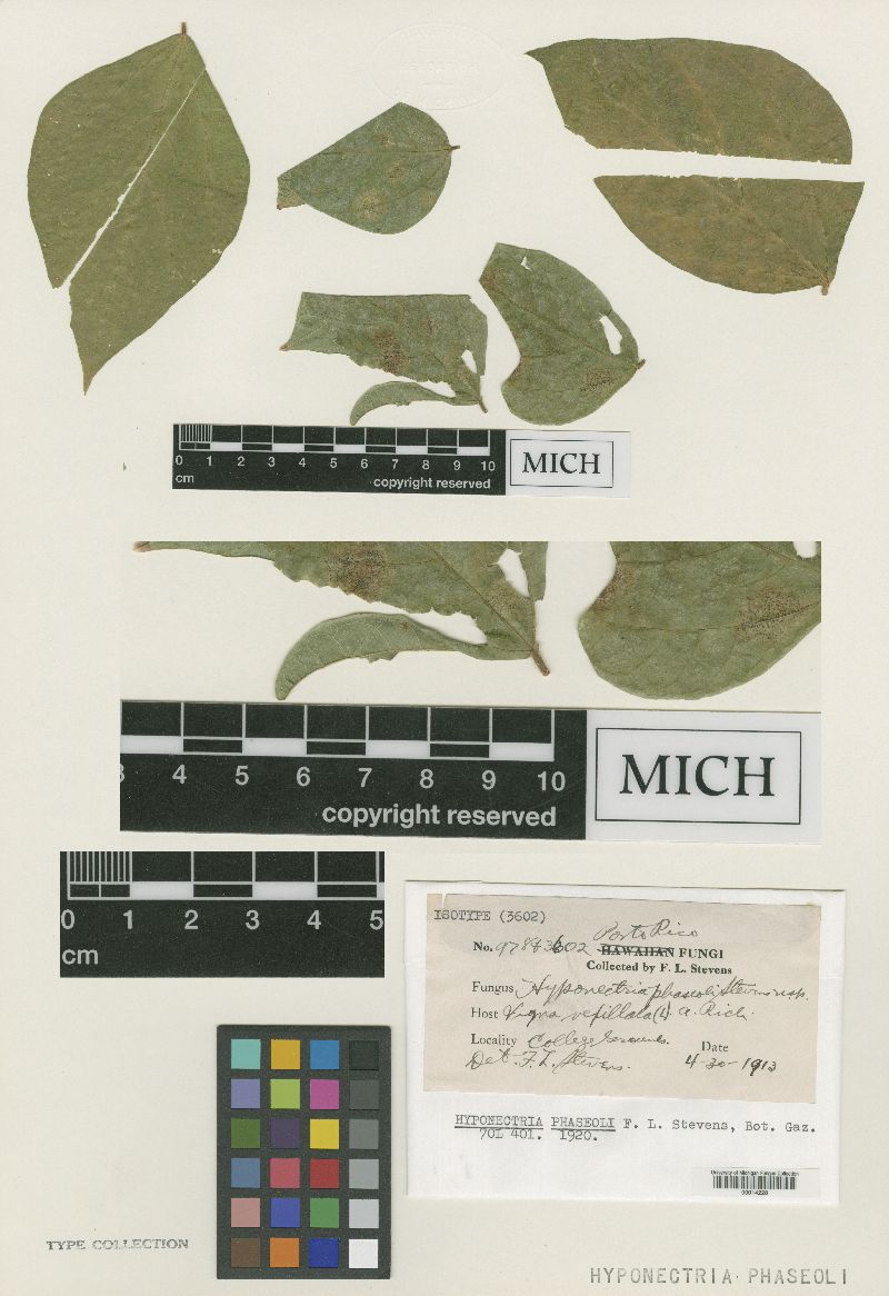 Hyponectria phaseoli image