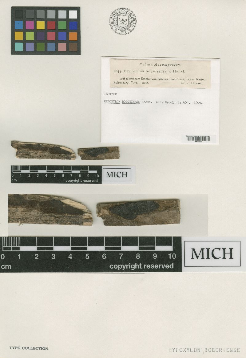 Hypoxylon bogoriense image