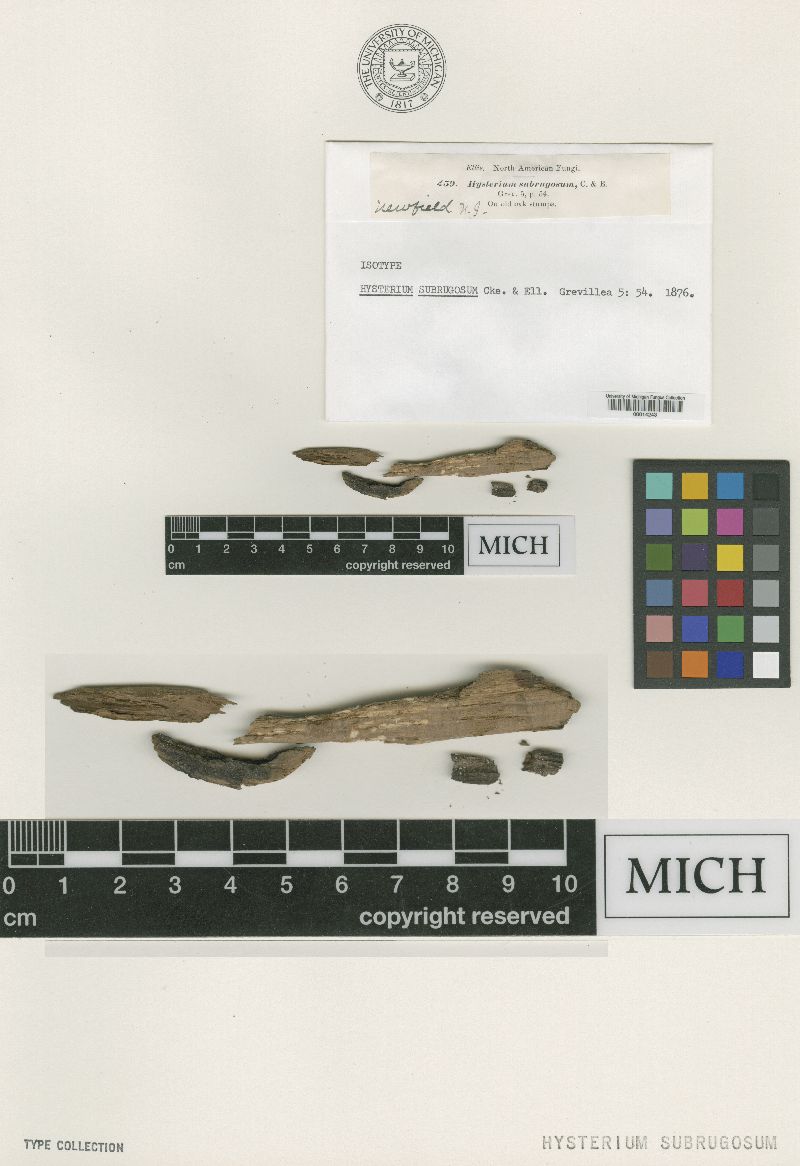 Hysterium subrugosum image