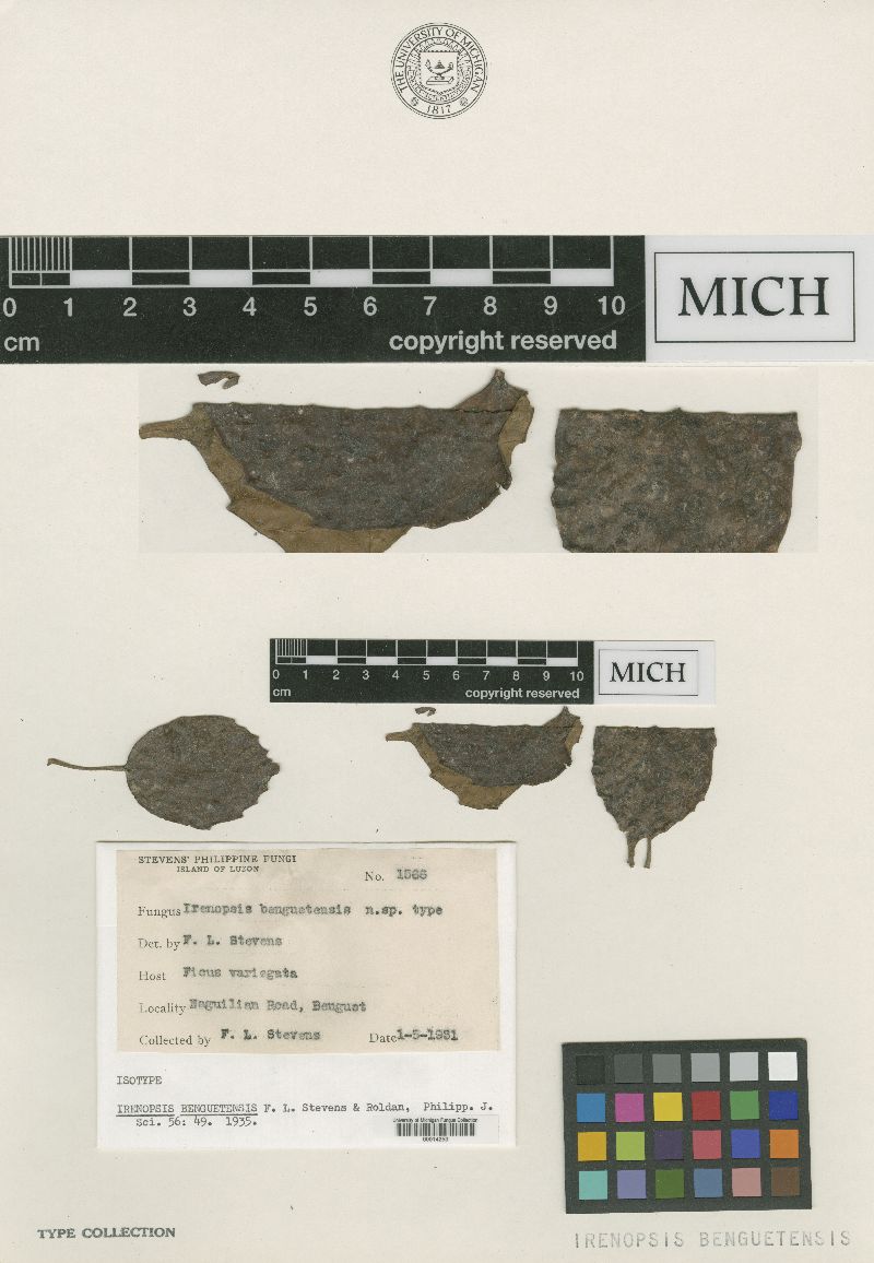Meliolaceae image