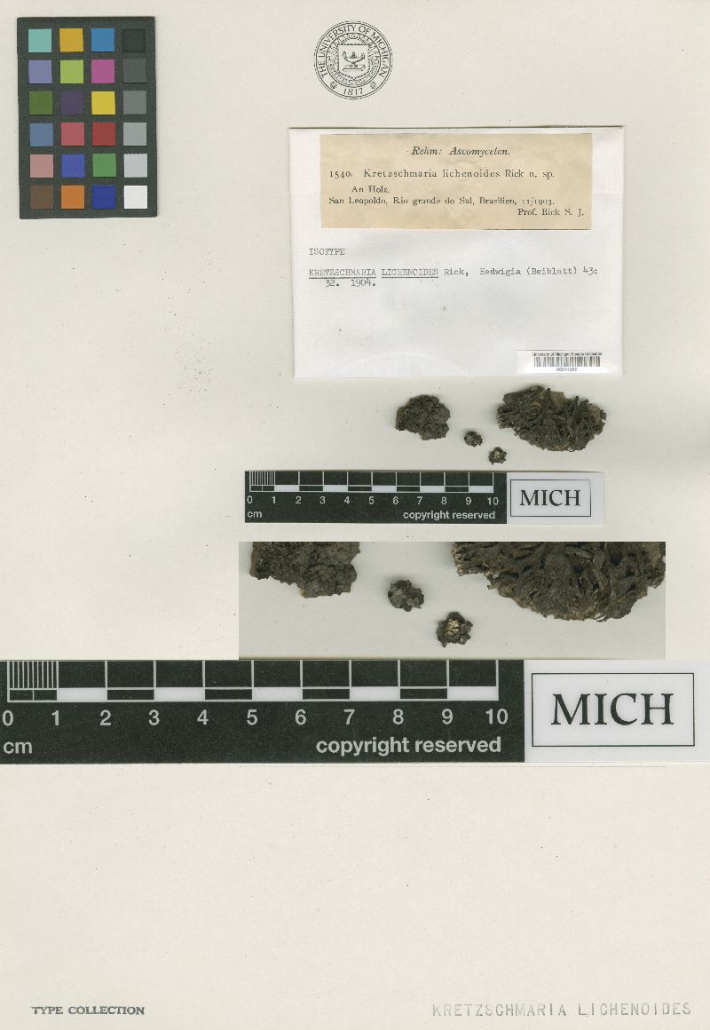 Kretzschmaria lichenoides image