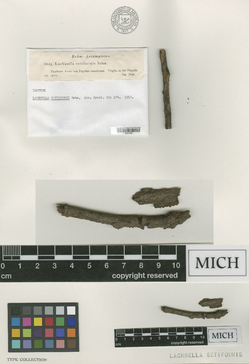 Trichophaeopsis bicuspis image
