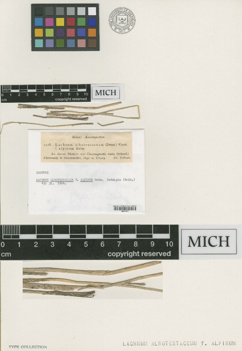 Lachnum albotestaceum f. alpinum image