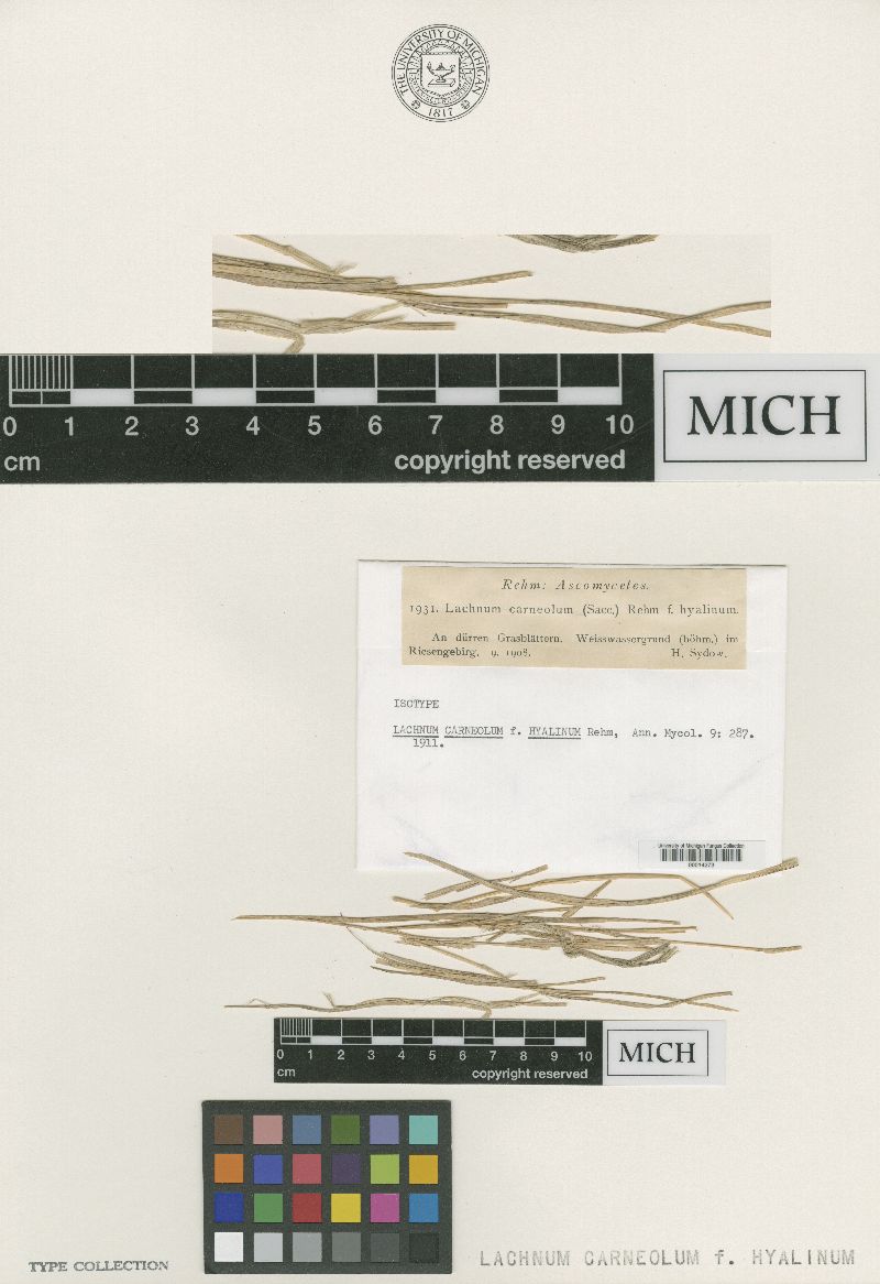 Lachnum carneolum f. hyalinum image