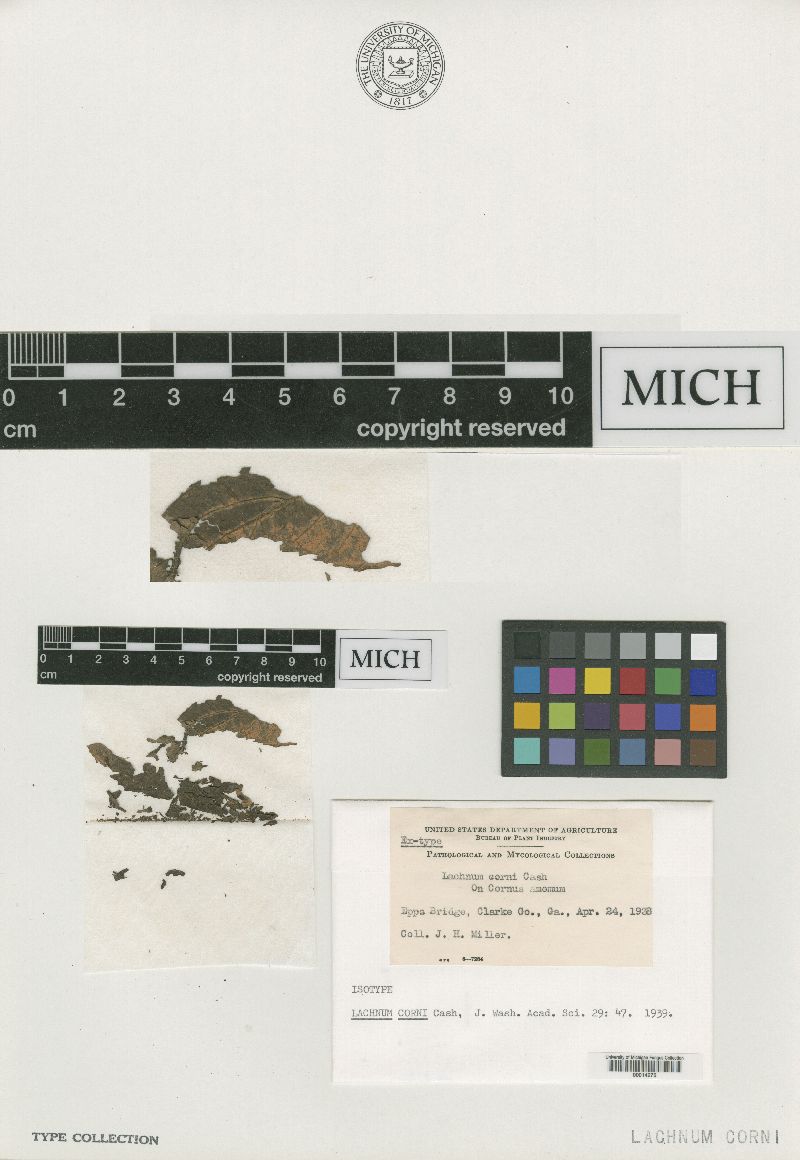 Lachnum corni image