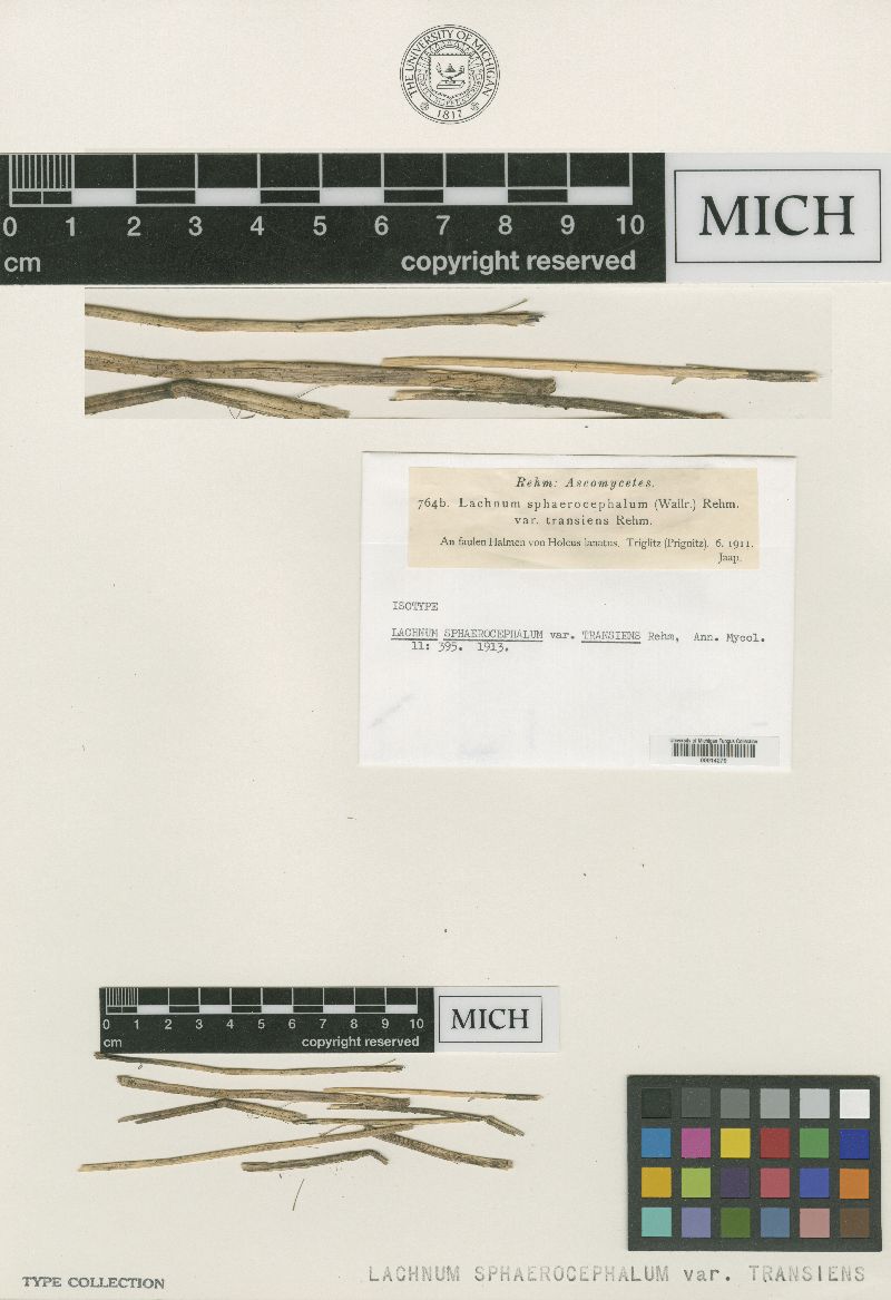 Lachnum sphaerocephalum var. transiens image
