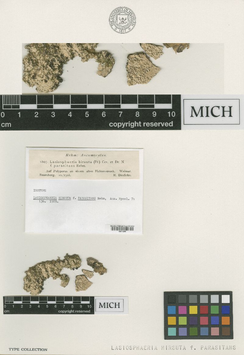 Lasiosphaeria hirsuta f. parasitans image