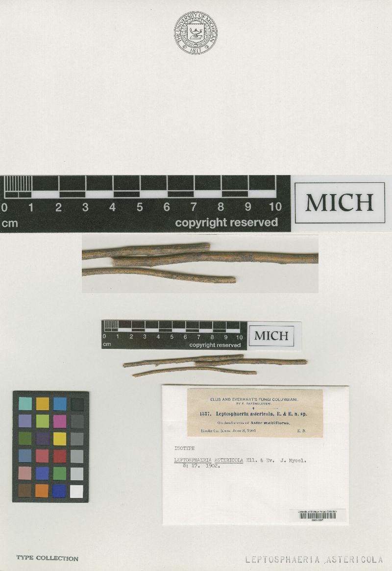 Leptosphaeria astericola image