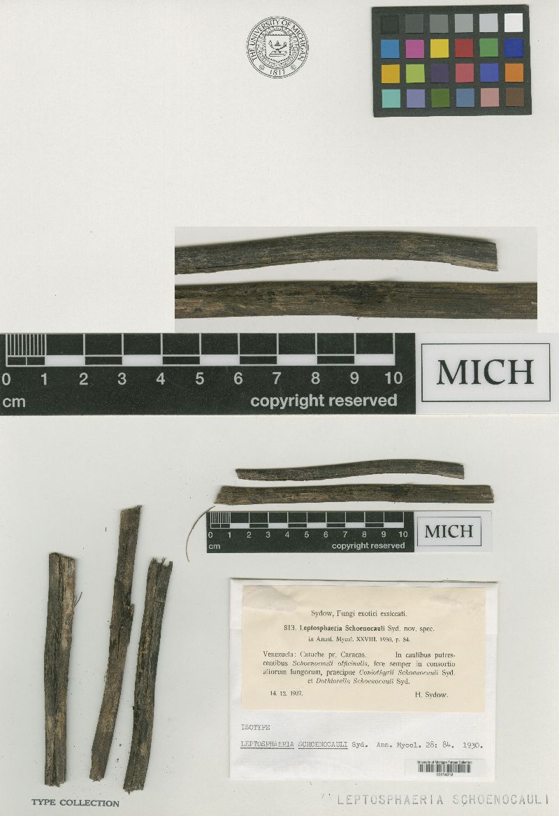 Leptosphaeria schoenocauli image