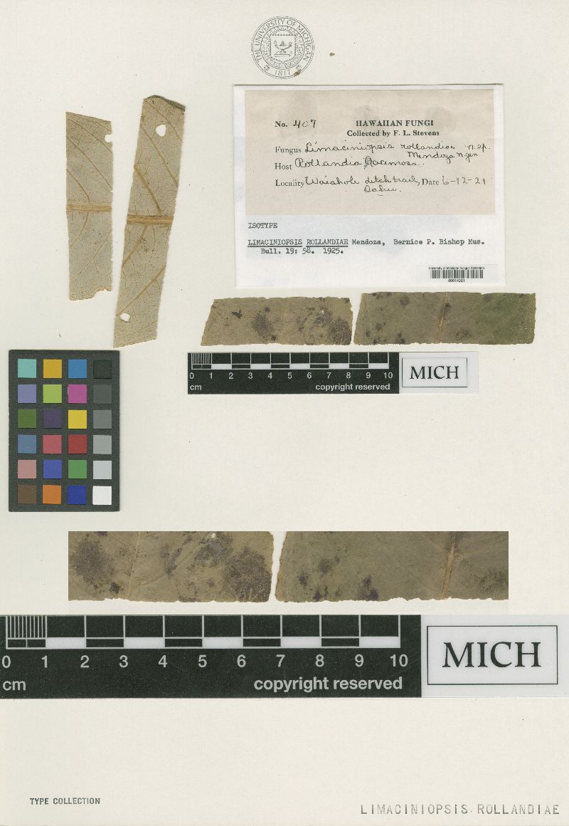 Limaciniopsis rollandiae image