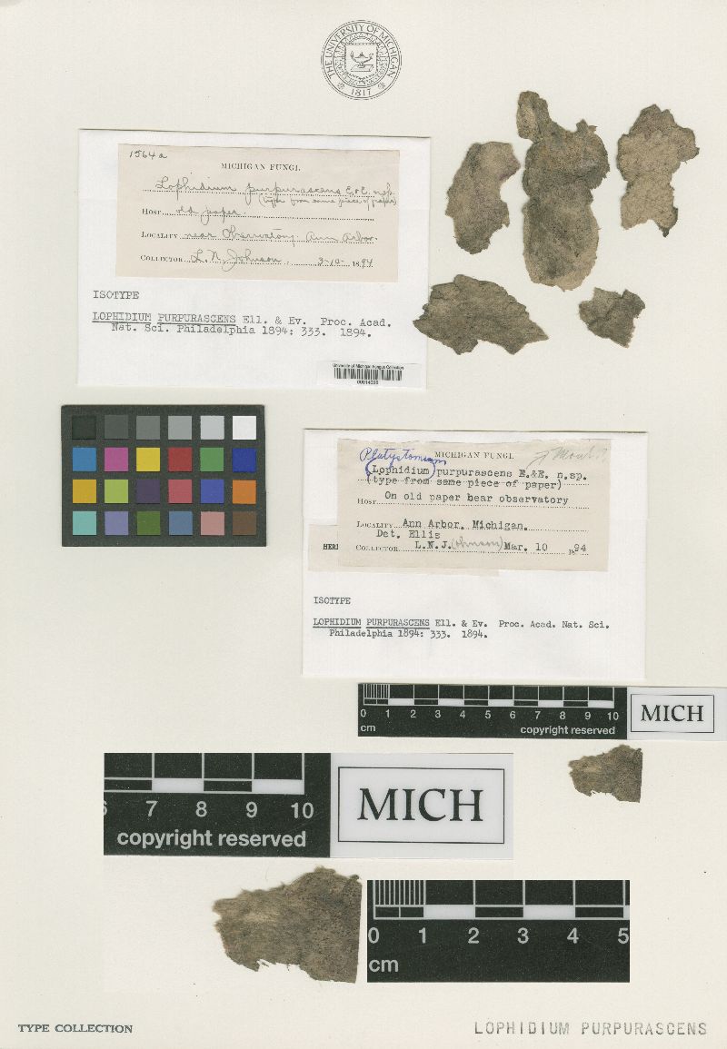 Lophidium purpurascens image