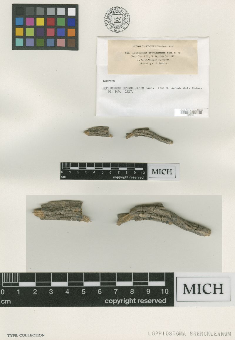 Lophiostoma brenckleanum image
