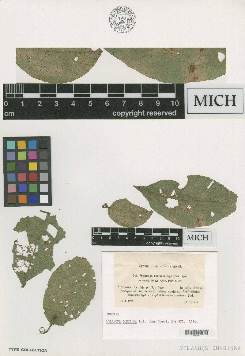 Melanops concinna image