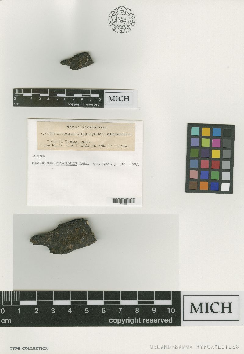 Melanopsamma hypoxyloides image