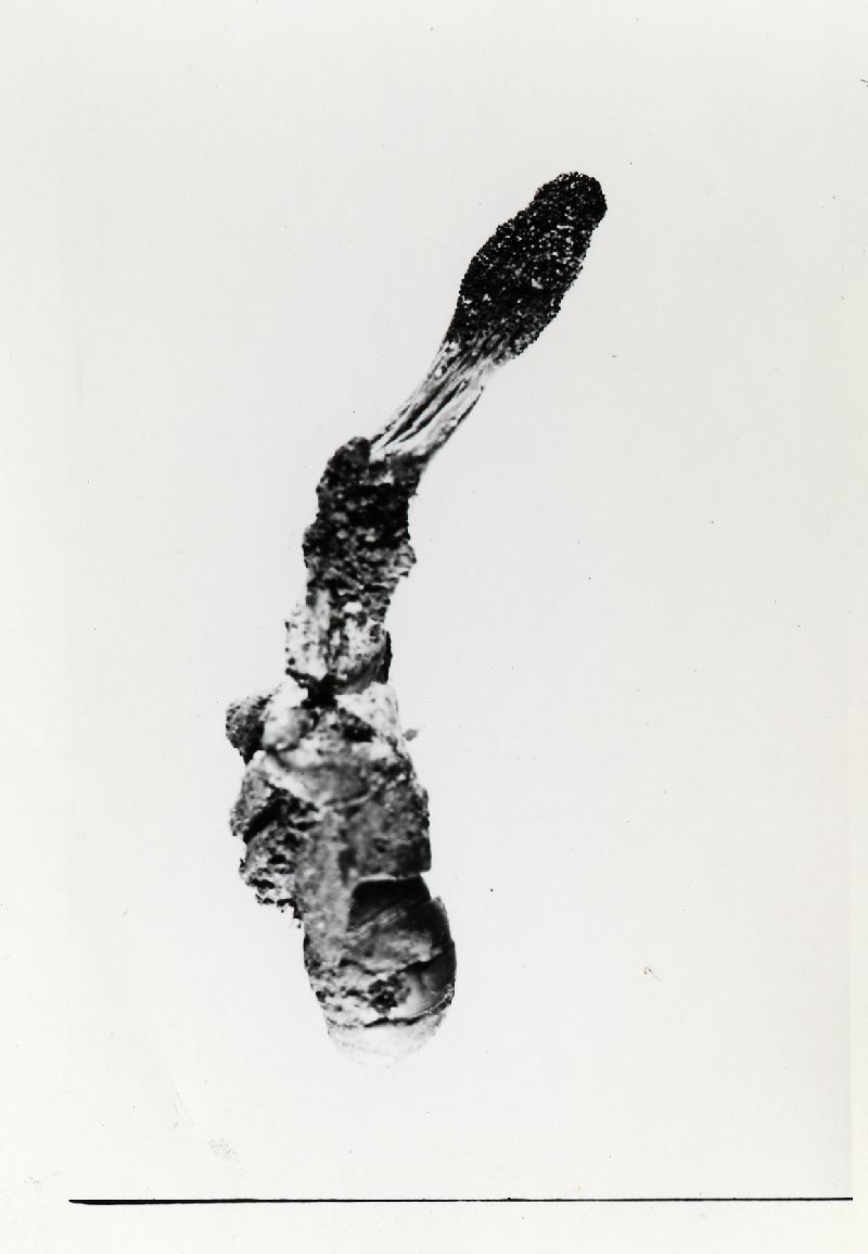 Cordyceps hesleri image