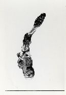 Cordyceps hesleri image