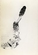 Cordyceps hesleri image