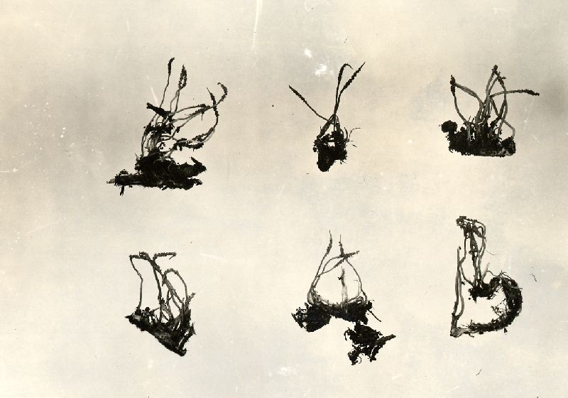 Cordyceps michiganensis image