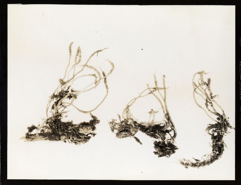 Cordyceps michiganensis image