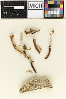 Cordyceps viperina image