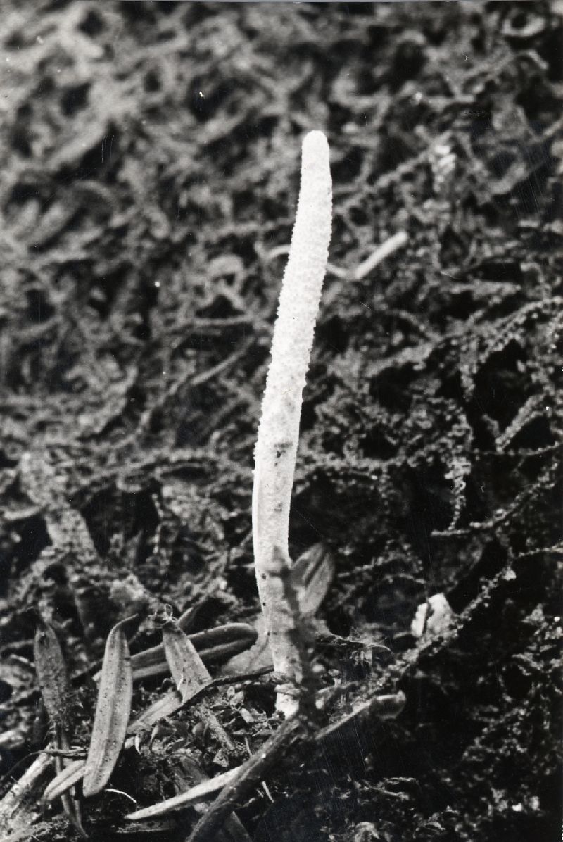 Cordyceps washingtonensis image